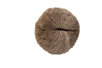 paddenstoelkoraal Skelet - Fungia fungites  GEM - 0 mm - 0