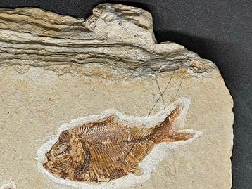 Fossiele plaatmatrix - Lastra con 4 Fossili di specie, Verzamelen
