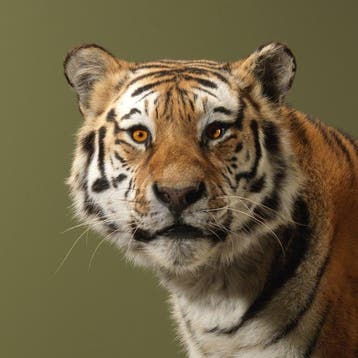Tigre Support de corps entier pour taxidermie - Panthera, Nieuw