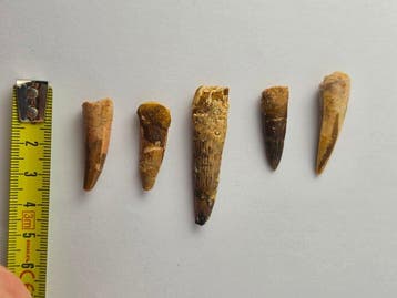 Spinosaurus - Fossiele tand - Lot of 5 Genuine Spinosaurus