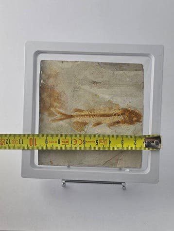 Vis - Gefossiliseerd dier - Lycoptera - 11 cm (Zonder