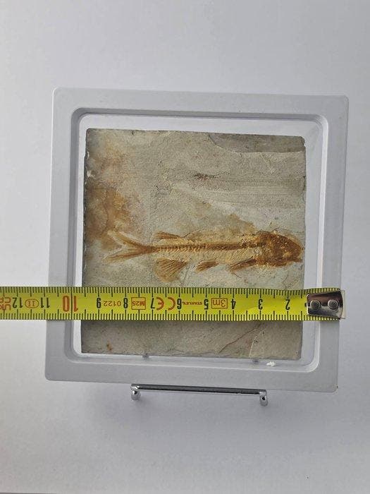 Vis - Gefossiliseerd dier - Lycoptera - 11 cm (Zonder, Verzamelen, Mineralen en Fossielen