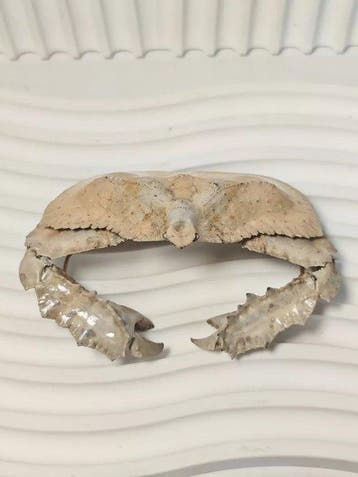 Krab Taxidermie wandmontage - *Cryptopodia fornicata*