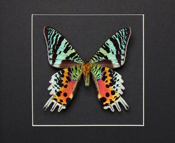 Papillon Support de corps entier pour taxidermie - Urania, Nieuw