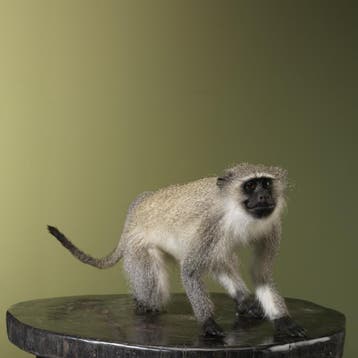 Vervet Aap Taxidermie Opgezette Dieren By Max, Ophalen of Verzenden, Nieuw, Wild dier, Opgezet dier