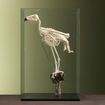 Steenarend Skelet Taxidermie Opgezette Dieren By Max, Ophalen of Verzenden, Opgezet dier