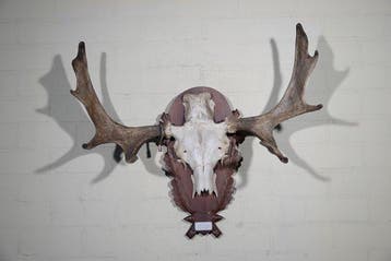 Large Northern Elk/Moose Schedel - Alces alces - 38 cm - 75, Nieuw