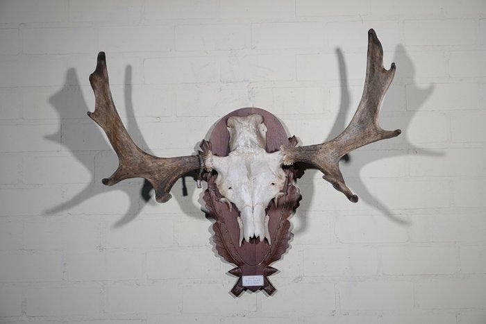 Large Northern Elk/Moose Schedel - Alces alces - 38 cm - 75, Verzamelen, Dierenverzamelingen