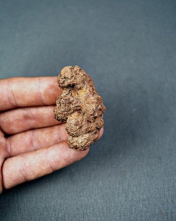 Gefossiliseerd dier - Coprolite (Zonder minimumprijs)