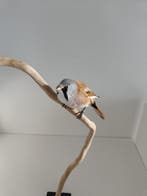 Mésange à barbe Support de corps entier pour taxidermie -