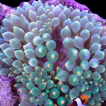 Entacmea Quadricolor Oranje Tip
