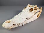 Siamese krokodil Schedel - Crocodylus siamensis (EU ONLY) -, Nieuw
