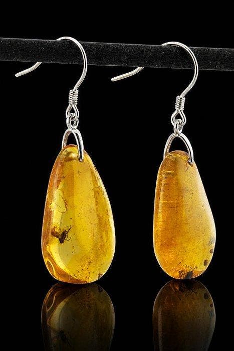 Barnsteen - Baltic Amber Drop Earrings – Twin DIPTERA Fly, Collections, Minéraux & Fossiles