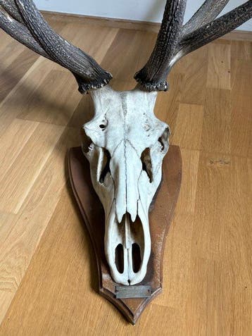 Jachttrofee, Antiek en Kunst, Curiosa en Brocante
