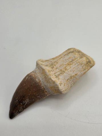 Mosasaurus - Fossiele tand - 8 cm (Zonder minimumprijs)