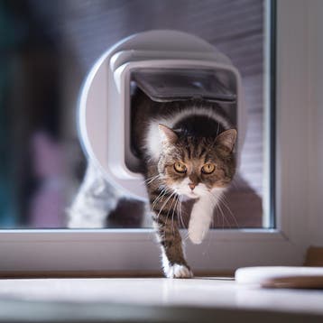 Dubbel glas gehard met sparing voor kattenluik, Verzenden, Nieuw