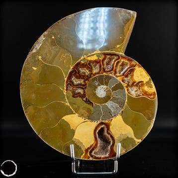 Paire impressionnante de Nautilus et dammonites – une