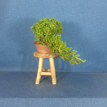 Jeneverbes bonsai (Juniperus) - Hoogte (boom): 12 cm -