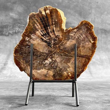 Prachtige plak versteend hout op een maatwerk standaard. -