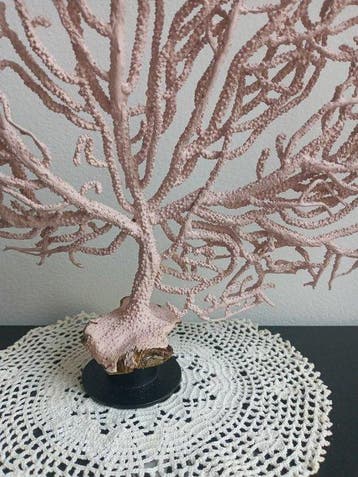 Pink Sea Fan - Koraal - Eunicella verucosa (Zonder, Nieuw
