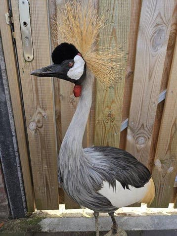 Kroonkraan vogel ( man ) Taxidermie volledige montage -