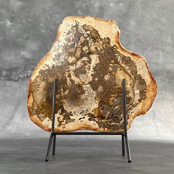 C - Étonnante grande tranche de bois pétrifié sur un socle
