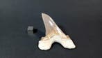 Requin - Dent fossile - Otodus Sokolovi - 8 cm - 6.2 cm