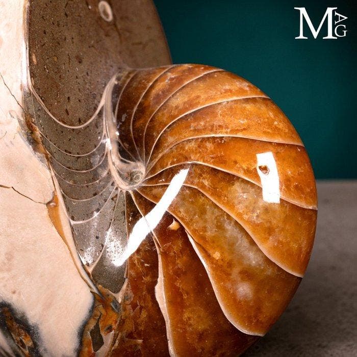 Fossiel Nautilus op decoratieve sokkel. Uitzonderlijke, Antiquités & Art, Curiosités & Brocante