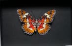Vlinder Taxidermie volledige montage - Cethosia Cyane dInde