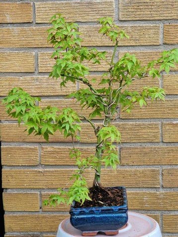 Japanese maple bonsai (Acer palmatum) - Hauteur (arbre) : 35