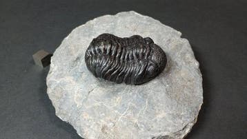 Trilobiet - Fossiel rugschild - Pedinopariops Vagabundus