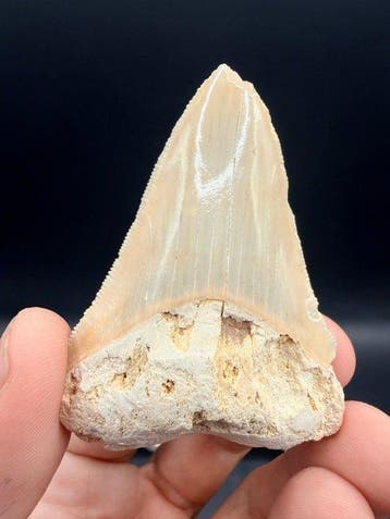 Megalodon - Fossiele tand - Carcharocles megalodon - 7.2 cm