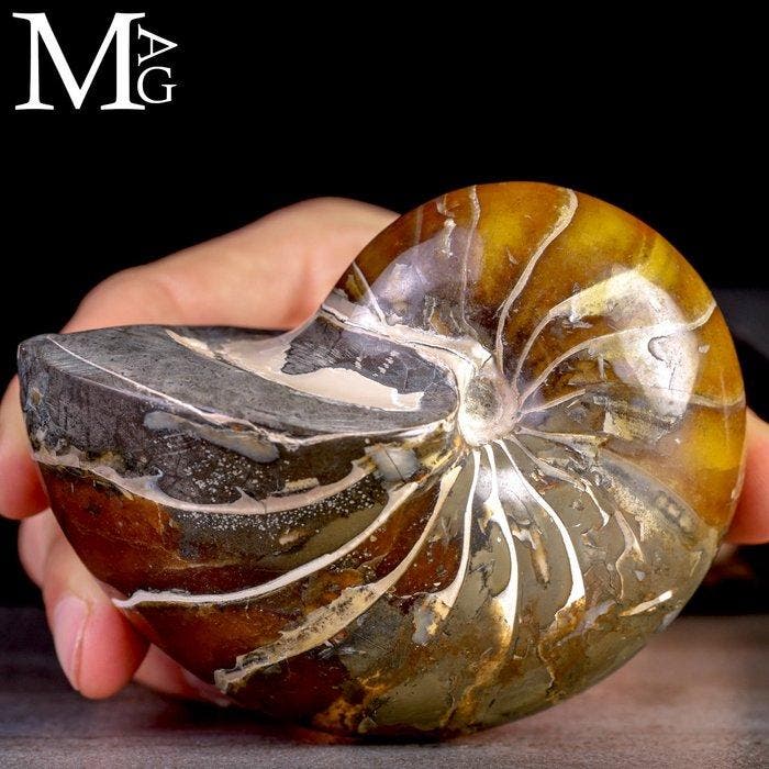 Fossiel Nautilus – Aragoniet Edelsteen - Een oude geest van, Verzamelen, Mineralen en Fossielen