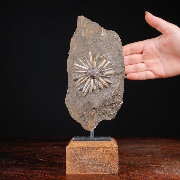 Fossiele echinoïde op matrix - Fossiel skelet -, Antiquités & Art, Curiosités & Brocante