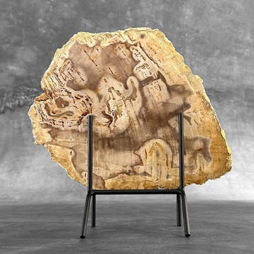 Prachtige plak versteend hout op een op maat gemaakte