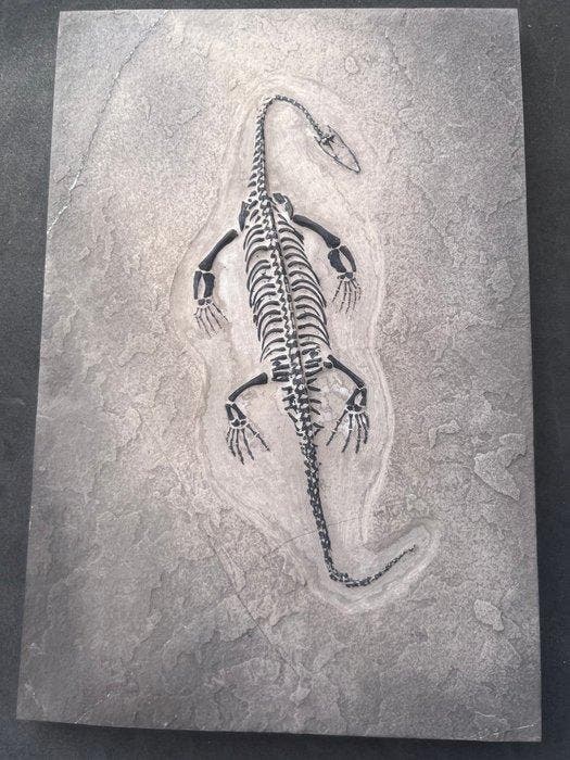 Zeereptiel - Gefossiliseerd dier - Fossile de Keichousaurus, Collections, Minéraux & Fossiles