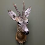 Reebok Zomervacht Taxidermie Opgezette Dieren By Max, Ophalen of Verzenden, Opgezet dier