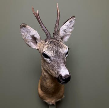 Reebok Zomervacht Taxidermie Opgezette Dieren By Max, Ophalen of Verzenden, Opgezet dier