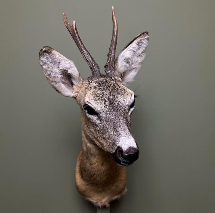 Reebok Zomervacht Taxidermie Opgezette Dieren By Max, Collections, Collections Animaux, Enlèvement ou Envoi