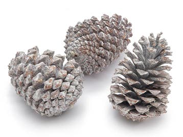 Dennenappels maritima grote dennenappel frosted 12cm 12, Nieuw