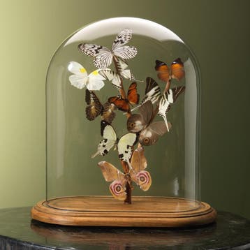 Vlinders in Antieke Stolp Taxidermie Opgezette Dieren By Max, Ophalen of Verzenden, Opgezet dier