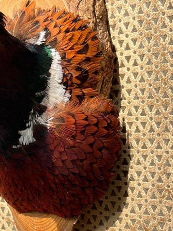Faisan Support de tête pour taxidermie - Phasianus colchicus