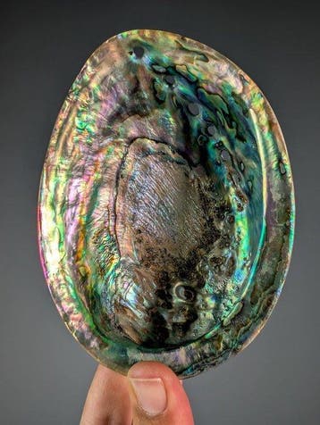 Pua Abalone Zeeschelp - Haliotis iris (Zonder minimumprijs)