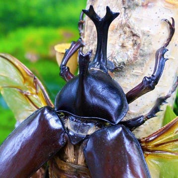 Insekt Pantser - Allomyrina dichotoma - 16 cm - 14 cm - 1 cm
