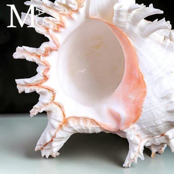 Grote Chicoreus ramosus verzamel-schelp – 262 mm Speciale, Verzamelen, Nieuw