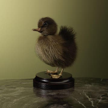 Bruin Eendje Taxidermie Opgezette Dieren By Max, Ophalen of Verzenden, Nieuw, Vogel, Opgezet dier