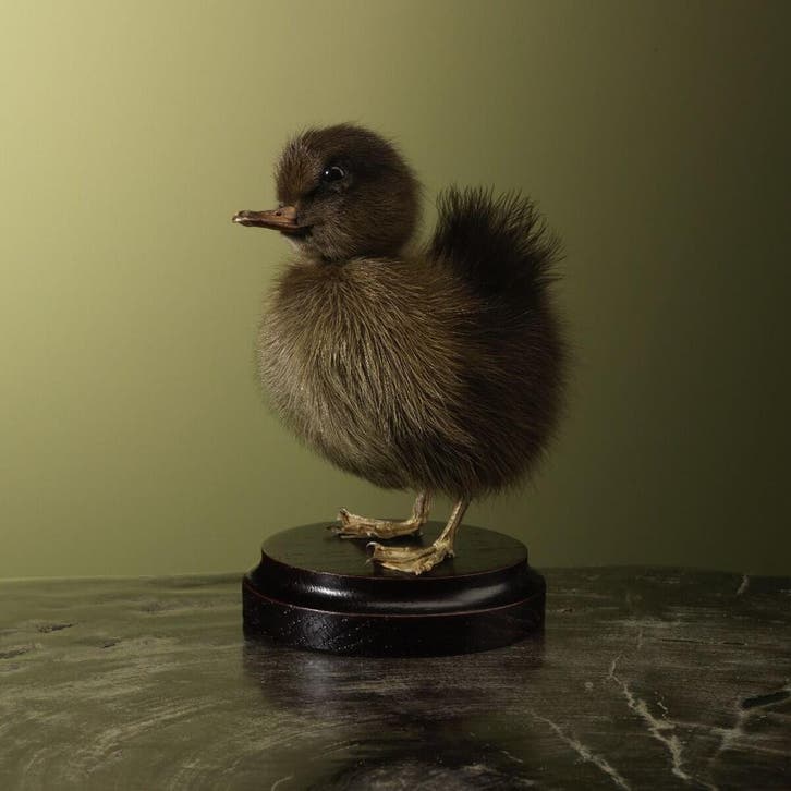 Bruin Eendje Taxidermie Opgezette Dieren By Max, Verzamelen, Dierenverzamelingen, Opgezet dier, Nieuw, Vogel, Ophalen of Verzenden