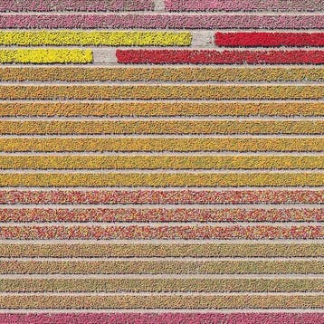 Bernhard Lang - AV_Tulip_Fields_031 - Ready to Hang!