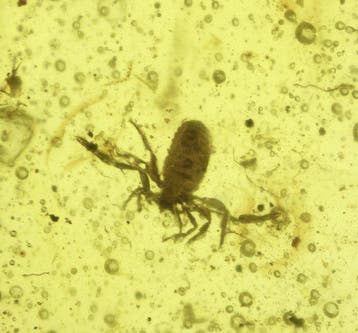 Birmese barnsteen - Barnsteen - Rare Pseudoscorpion