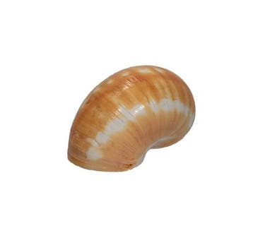 Tanea areolata (40 mm) - Zeldzaam GROTE MAAT -, Nieuw